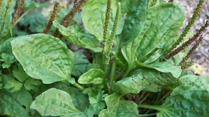 Tanchagem: A Planta Poderosa que Pode Revolucionar a sua Saúde!