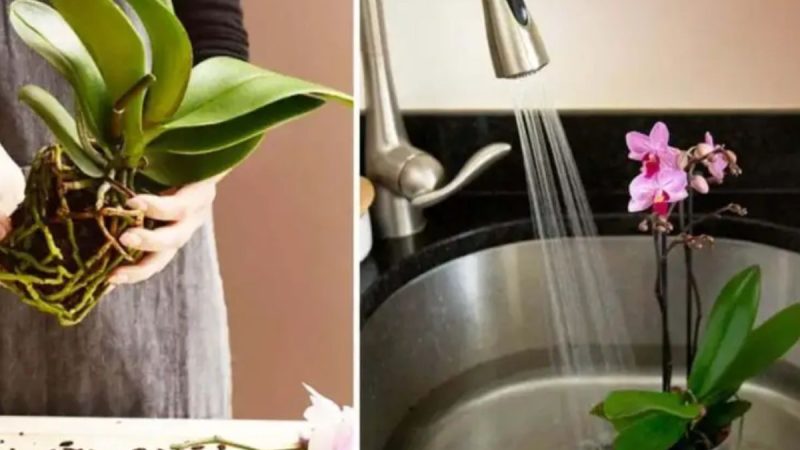 O Segredo Revelado: Como Fazer uma Orquídea Florescer de Novo e Nunca Mais Precisar Comprar Outra