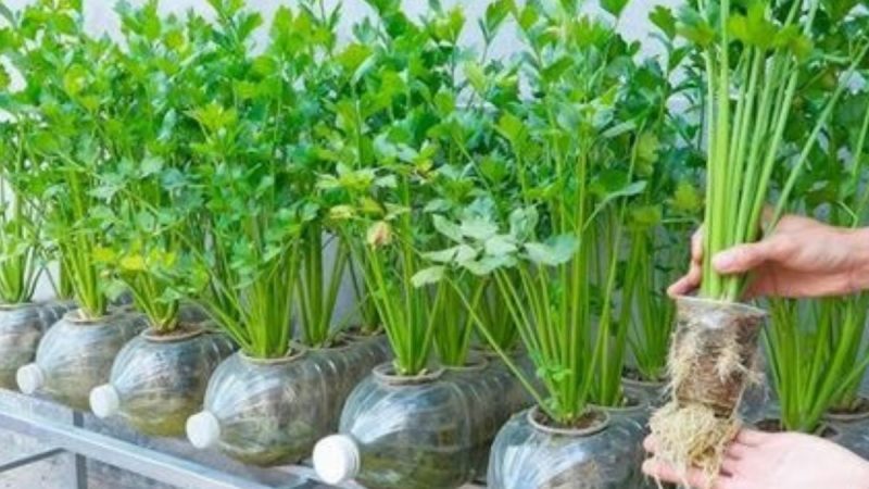 Guia Completo: Como Cultivar Coentro em Casa na Água