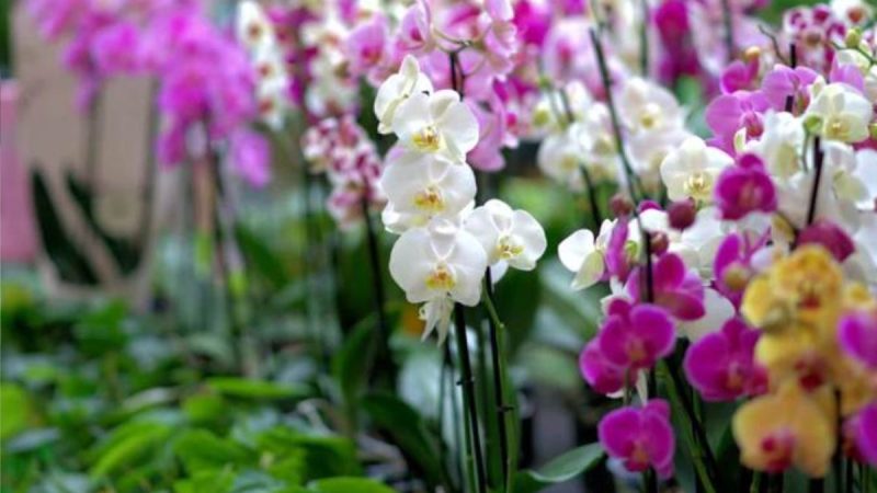 Desvendando o Segredo das Orquídeas Dinâmicas: Florescendo Ano Após Ano