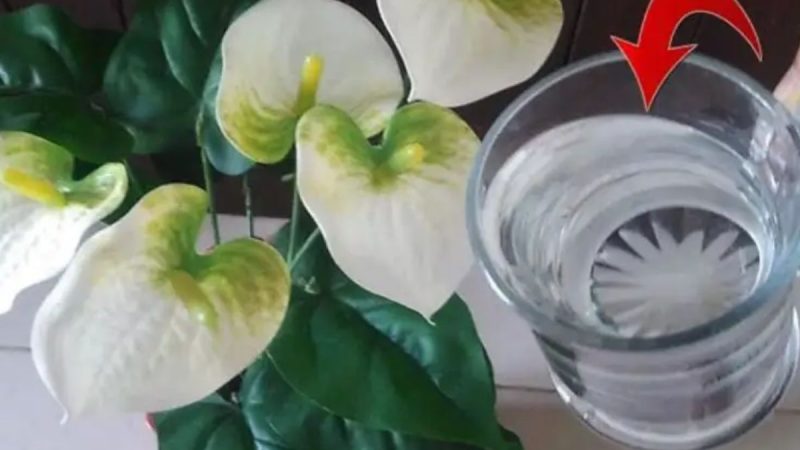 Desvendando os Segredos do Lírio da Paz: Como Regar Pode Fazer seu Jardim Florescer