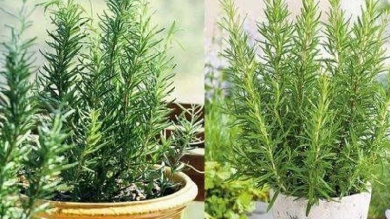 Guia Completo: Como Cultivar Alecrim e Deixar Sua Casa Perfumada o Ano Todo