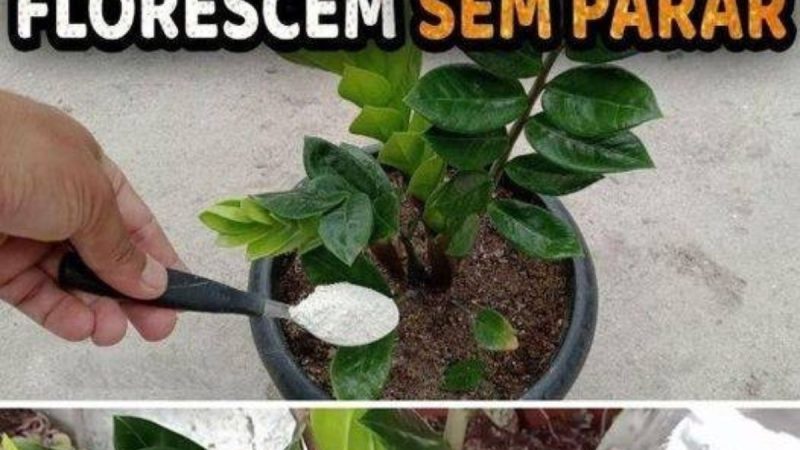 Segredo Revelado: Como uma Única Colher Pode Fazer Suas Plantas Crescerem e Florescerem Deslumbrantemente