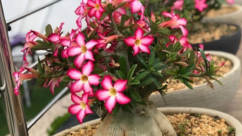 Receita de Adubo Caseiro para Nutrir e Explodir de Florir Sua Rosa do Deserto