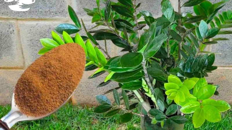 Faça Você Mesmo: Adubo Caseiro Para Deixar Plantas Fortes e Saudáveis