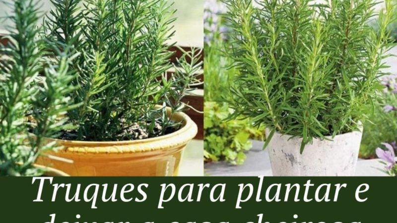 Casa Cheirosa e Saudável: Como Plantar Alecrim com Estes 5 Truques Simples