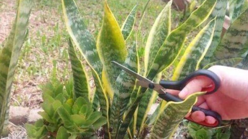 Poucas PESSOAS conhecem esse SEGREDO sobre a ESPADA de SÃO JORGE: Como Plantar, Cuidar e Lucrar com Essa Planta Poderosa