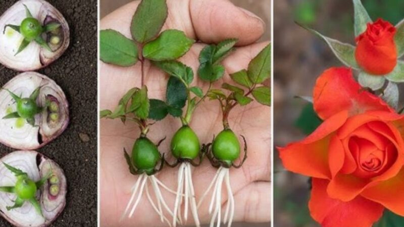 Como Cultivar Rosas a Partir do Cálice da Rosa: Um Guia Passo a Passo