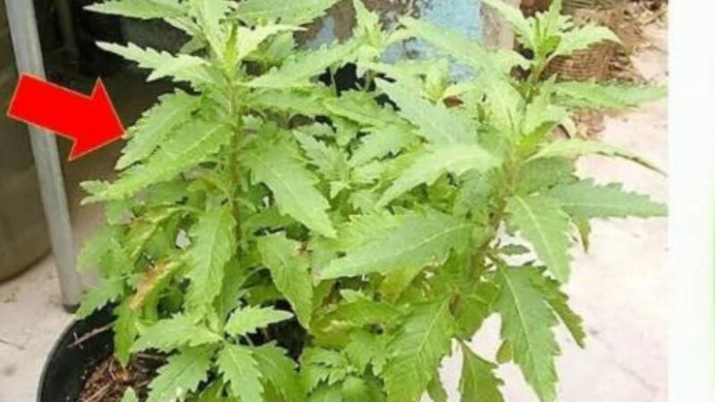 A Planta Milagrosa: Transforme Sua Saúde com Apenas 2 Folhas de Mastruz!