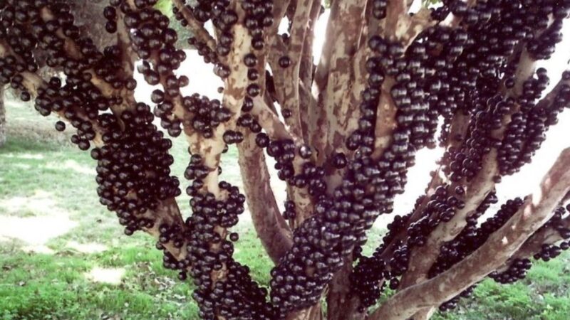 O Método Infalível: Apenas 1 Copo e Sua Jabuticabeira Nunca Mais Vai Parar de Dar Frutos!