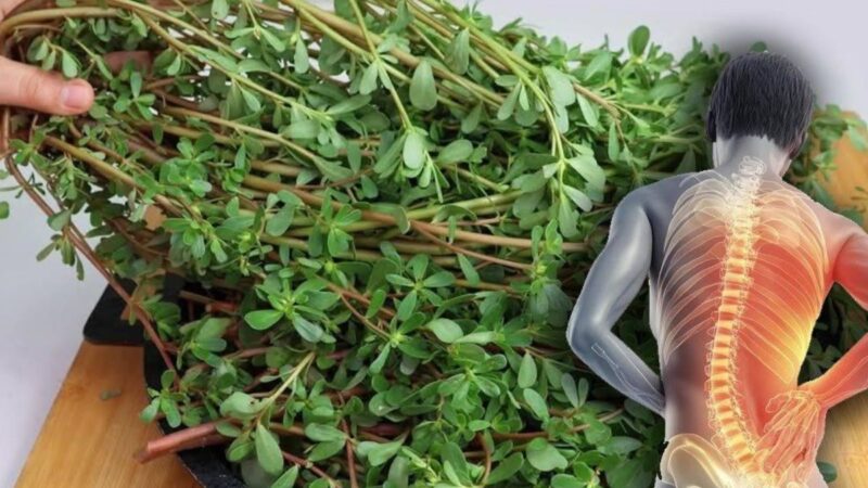 Essa Planta é Mais Gostosa Que Carne! 8 Motivos Para Mantê-la no Seu Jardim
