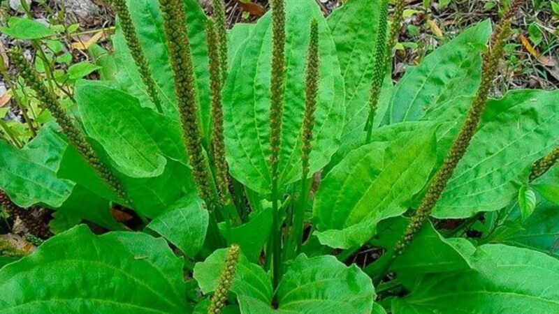 Nunca Pise Nessa Planta: Ela é Considerada Uma ‘Mina de Ouro’ No Jardim – Receita Com Tansagem Para a Sua Saúde!