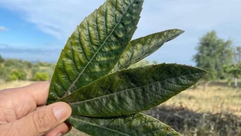 Chá de Folhas de Nespereira: O Poder Natural Que Equilibra o Corpo